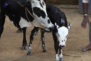 20111201 Photo 1447 1tmLo5OYME3NALyDZDDanJfkoCUK3dbqv.JPG