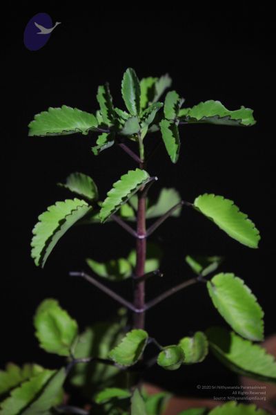 File:20111222 Photo 1328 1ga9jpXG INgOUOHOSBkUk8HjOuFmGs26.JPG