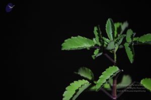 20111222 Photo 1329 1Cw8sZW1DDJV2sT753wJUgm0pZsN k41a.JPG