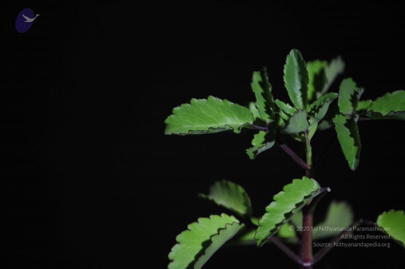 File:20111222 Photo 1329 1Cw8sZW1DDJV2sT753wJUgm0pZsN k41a.JPG