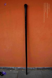 2011 PhotoAbum Walkingstick 7489 CMP WM.jpg