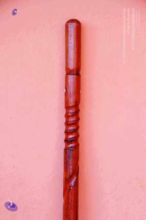 2011 PhotoAbum Walkingstick 7493 CMP WM.jpg