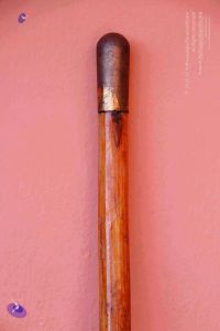2011 PhotoAbum Walkingstick 7496 CMP WM.jpg