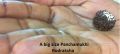 Thumbnail for version as of 07:39, 22 March 2021