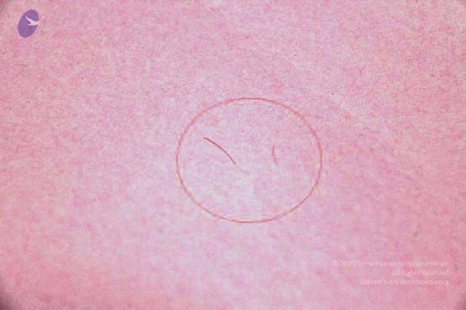 2011 eNMiracles Photo 935 1NM2nIyeD-UENs3LHzV7qq1GXR6B21M0B.jpg