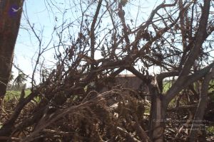 20120106 Photo 2734 15pdnjmk9-PxOwAuX aRGBBCuwEhWbxvq.JPG