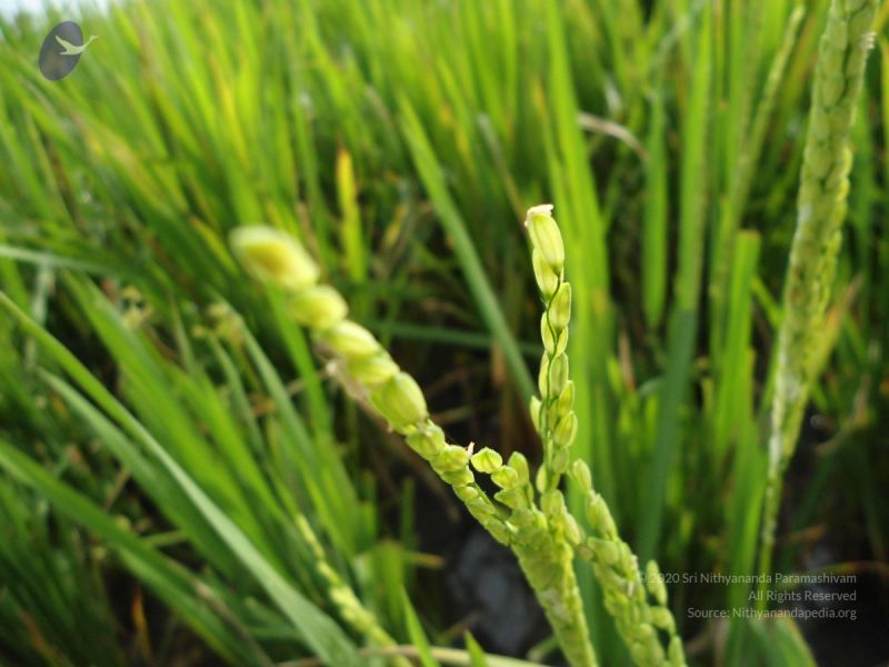 File:20120107 DSC00208 CMP WM-08001.jpg