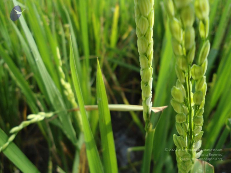 File:20120107 DSC00209 CMP WM-09001.jpg