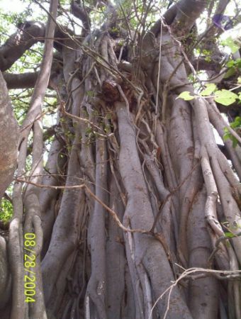 20120427 100 0547 CMP WM-0901.jpg