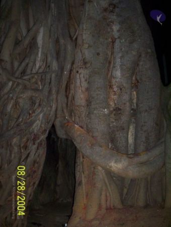 20120427 100 0681 CMP WM-4601.jpg