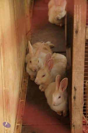 20120509 Photo 1233 1oyp77x6-gnr Ws7n46bPMz6Ov-l09-ZU.JPG