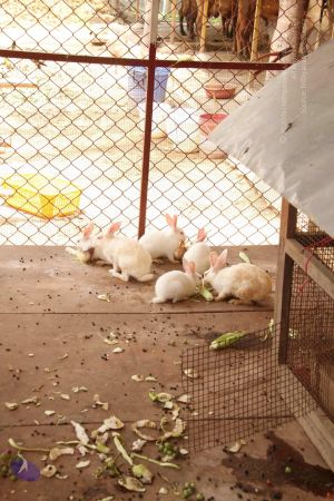 20120509 Photo 1236 1Cn05GWnUYTh3RLflkvh5pAUsh4ZIAXy0.JPG