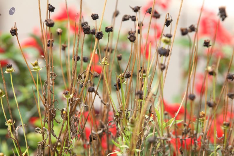 File:20120825 IMG 0327-2301.jpg