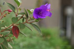 20120825 IMG 0339-2801.jpg