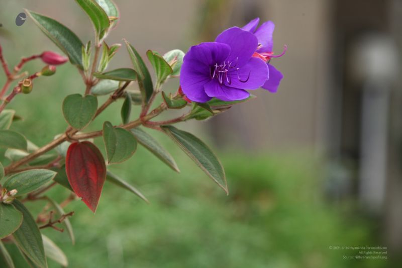 File:20120825 IMG 0339-2801.jpg