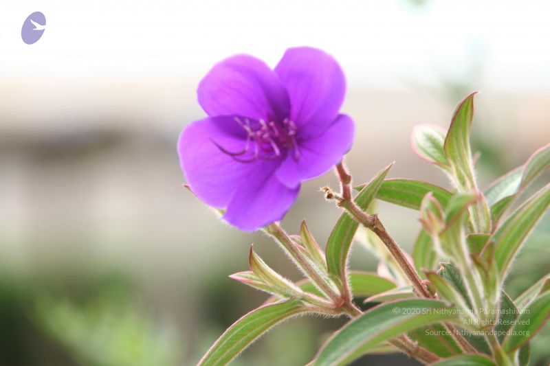 File:20120903 Photo 1063 16P-9yFKXDXBjR3VeLJ3xPHkgzGw t-iI.JPG