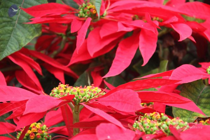 20120903 Photo 1085 11ZFXjxNphxPzkiVPNIJXYUZ-s7SDFgKn.JPG