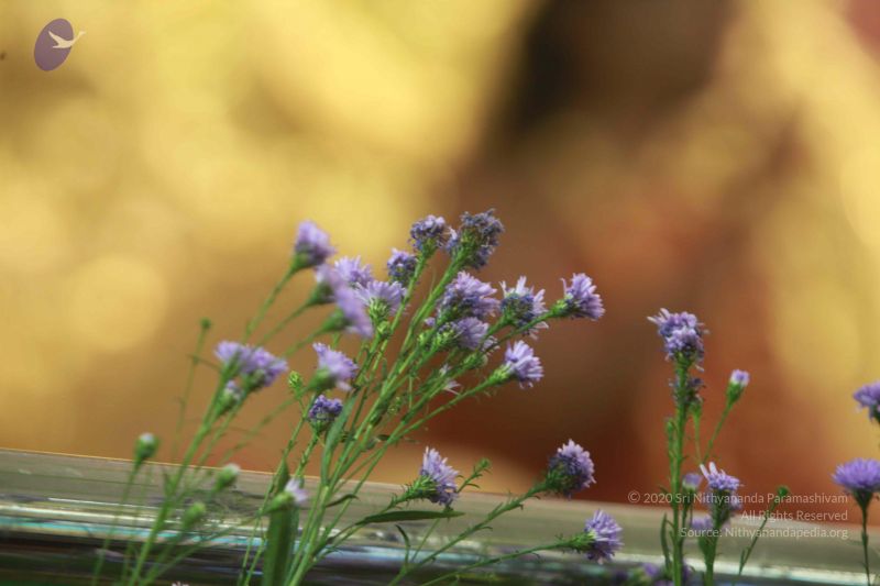 File:20120920 Photo 1300 1X73AeQehhedgKl42vpGwOrar UQM5gMs.JPG