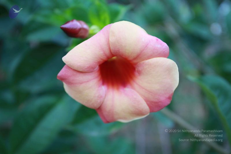 File:20121025 Photo 1117 1UyC1dCtN3Xp6k8 jzXxL8KvBVCpKl TE.JPG