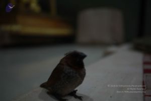 20121027 Photo 1101 1RD6LHTBTDa9hvbVMh3xO fHvvqt0ZgaP.JPG