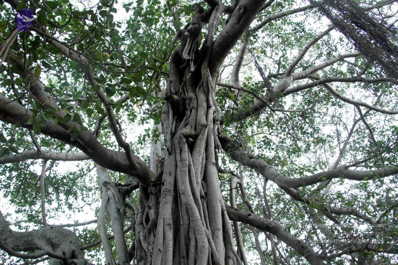 File:20130101IMG 9963 CMP WM0010011.jpg