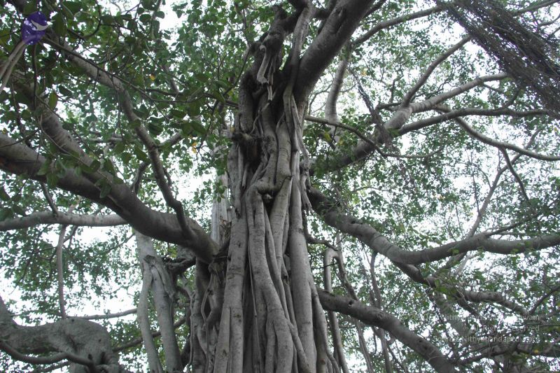 File:2013011s Photo 1394 1M8Q7IWadCERJiGoHDxVt1x38CI4dJuWH.JPG