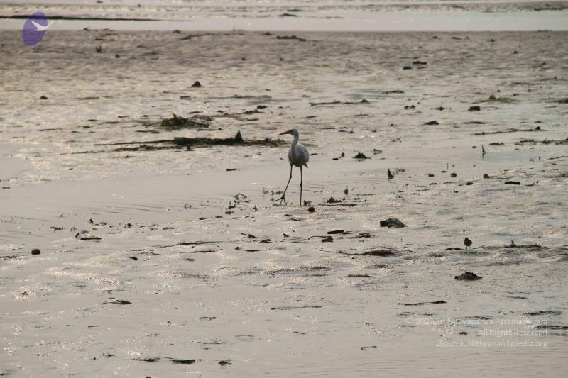 File:20130205 Photo 1108 1O9EGDMpA9 60Xx9YOTu7Vwe9uWmyI32L.JPG