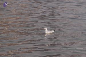 20130213 Photo 1034 1uBHnfT2JKINcPC13cJMNjkCa62aza1D8.JPG