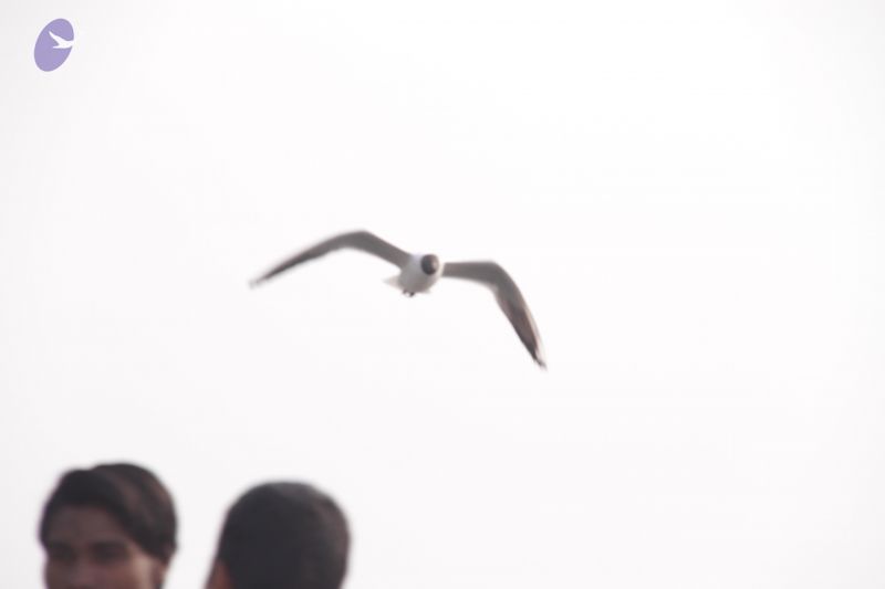 File:20130213 Photo 1041 1U3a-a0AKEJDSV231EGg2W5kZOHHWHX7Z.JPG