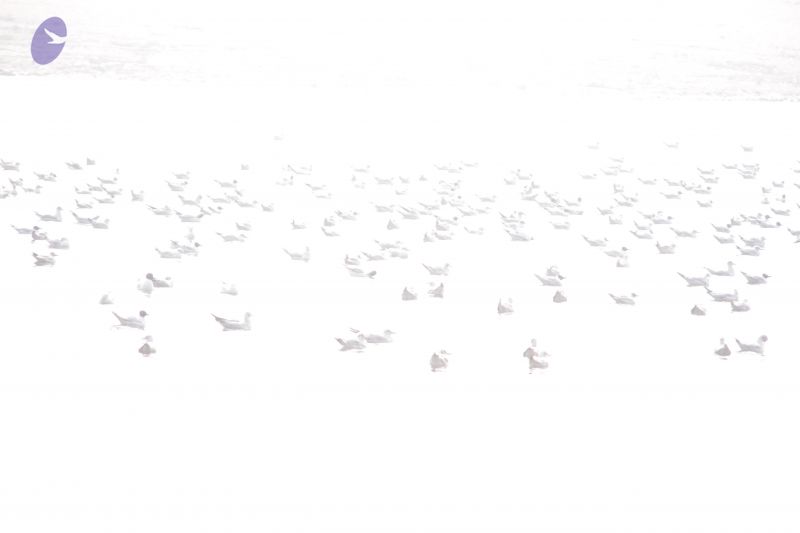 File:20130213 Photo 1188 1WGCgQEcxERM-YB2wO8HHF5FoGAgCF7jJ.JPG