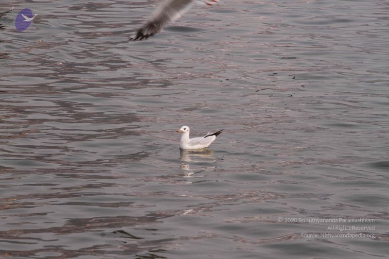 File:20130213 Photo 1204 1W3L5scBewbQehIHqpvnK KS19jGxS GS.JPG