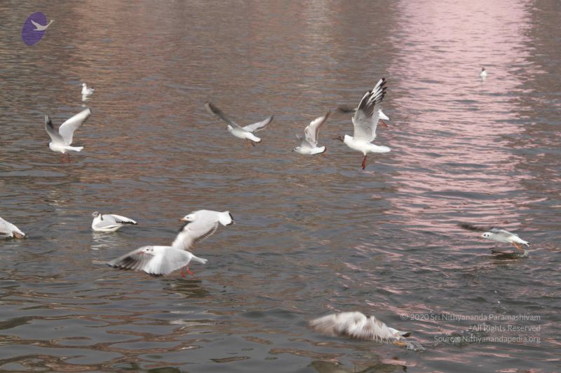 File:20130213 Photo 1596 1UF8PO3r9 bBR9NDbhrigiPFNCjiRWh0i.JPG