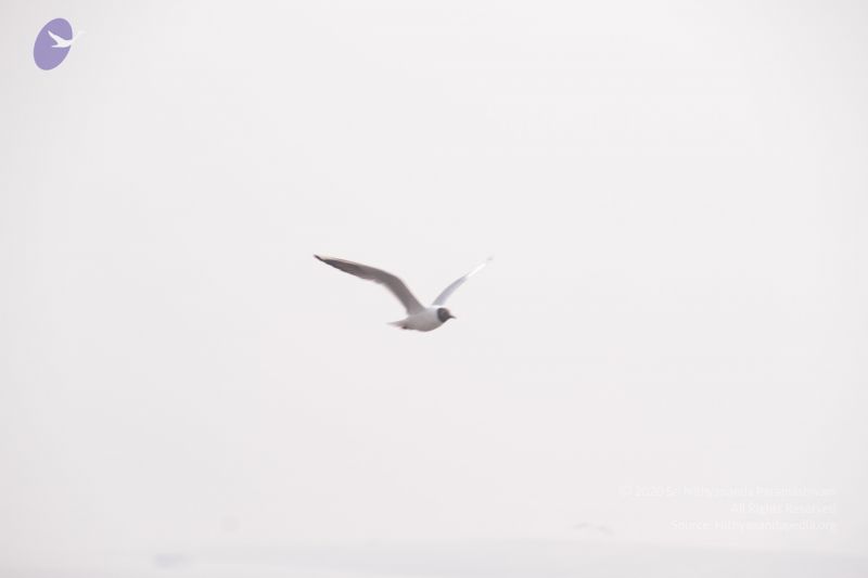 File:20130213 Photo 1607 1eE-0K0m9G QXOxrDTSpF02uCqmoXszkM.JPG