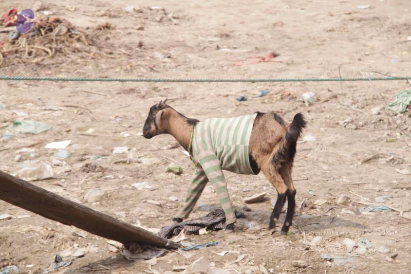 File:20130213 Photo 1650 11e5E59smJs5TJguNZGf7GfugHG6Ut vV.JPG