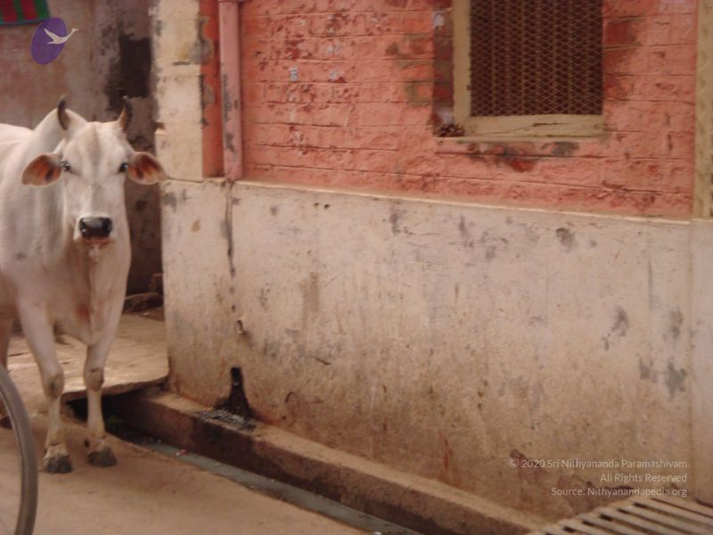 File:20130213 Photo 2137 1FA38UbAzdoGHXToYAjm43ehL1Yyfl6QL.JPG