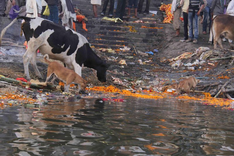 File:20130213 Photo 2307 1yV1 aK4tRAnK9WU50s9B7Q l6iEKeCwL.JPG