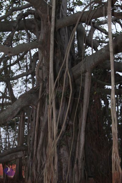 File:20130220 Photo 1035 1A2jqNGHrugFS00fXzUWC1uh33muGPxxR.JPG