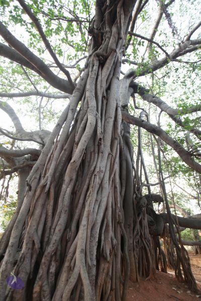 File:20130412 Photo 1002 1sFiN39HPMrWBHEcH1M9au0tZtH3Q MVs.JPG