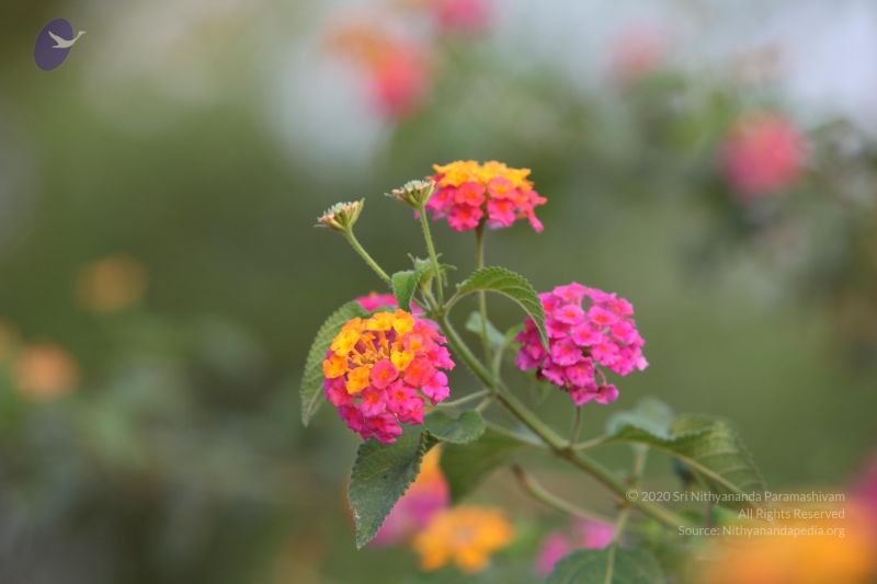 File:20130418 Photo 1000 1PrnAW49aYmtwHhwlWMhGqfMAuklQ 1JM.JPG