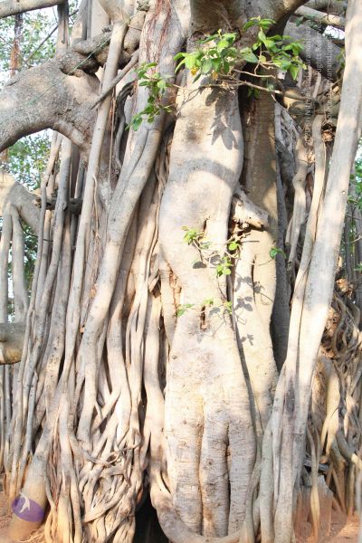 File:20130421 7557 CMP WM.jpg