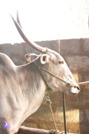 20130514 Photo 1177 18SxzYGSNDNnLpLg1UOc6hoshOVJBKNUZ.JPG