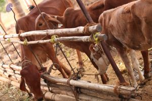 20130514 Photo 1222 1rMnTyxaSX4gOtwhd2bP7vT2Ga3AfR-Wh.JPG