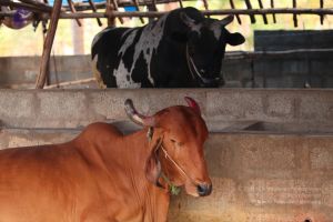 20130514 Photo 1249 1zwYyX3AtMOpAE46O2KGqkxViBFas-1p1.JPG