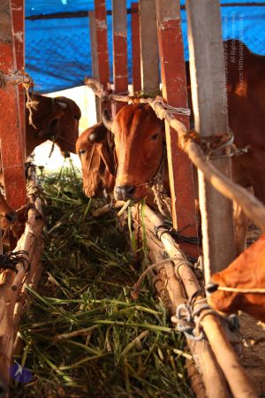 20130514 Photo 1412 1kDubaaOv7Jz6s LgNTkTRnTILDdXJ6HG.JPG