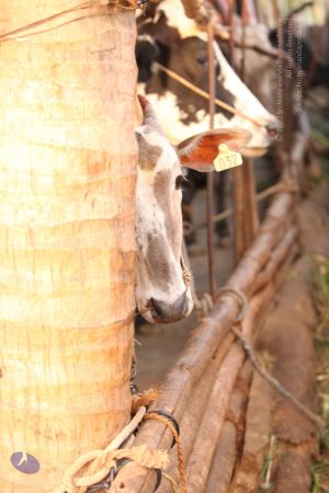 20130514 Photo 1427 1c9B g-SeGrh0ZiP1ma6aQskacPRnsPVg.JPG