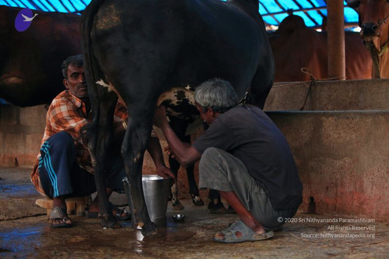 File:20130514 Photo 1445 1cEIseywa9oDN9YnYH0M4IogvPSp0Dz5a.JPG