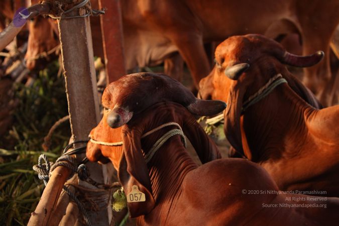 20130518 Photo 1047 17gLjjGX38N1JoB4wJU2TahtR2g5dy0cf.JPG