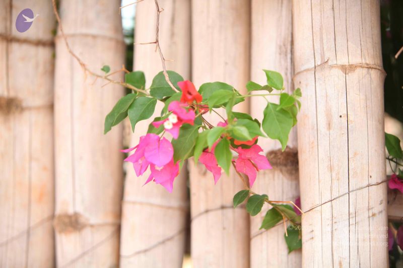 File:20130526 Photo 1127 1yqnPlVwGV3e45pvd1JvjS8FQmyMVH-C7.JPG