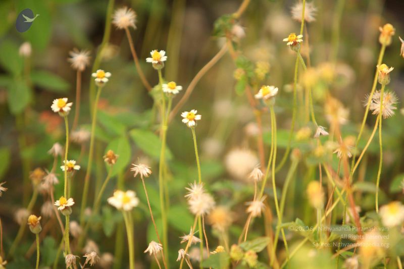 File:20130526 Photo 1130 1QM4hjx3 dop9XRvpcr3OqGttoBGYiPoz.JPG