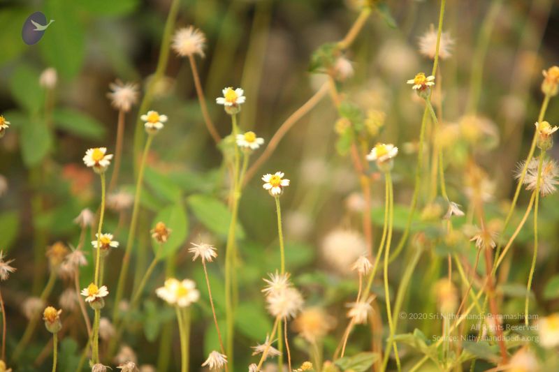 File:20130526 Photo 1131 1~Kl-FUXvEL2RDzD DkxaTTHhU5LUkpN.JPG